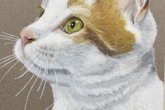 Muso di gatto