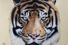 Tigre, l'affronto
